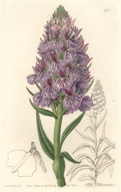 Terrestrische Orchidee, endemisch auf der Insel Madeira von Sydenham Teast Edwards