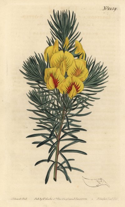 Honigbusch von Sydenham Teast Edwards