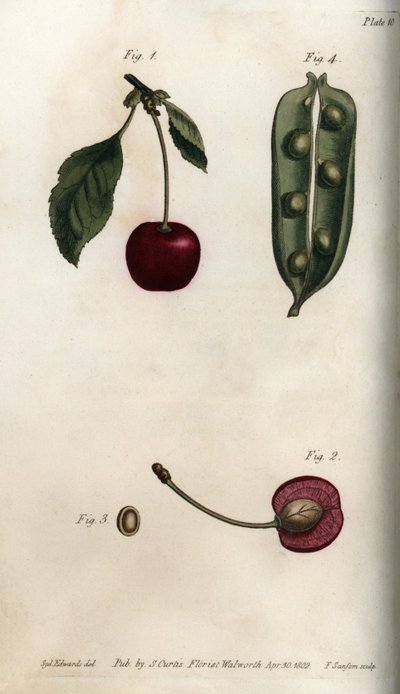 Fruchtkapsel der Erbse und Abschnitt der Frucht der Kirsche von Sydenham Teast Edwards