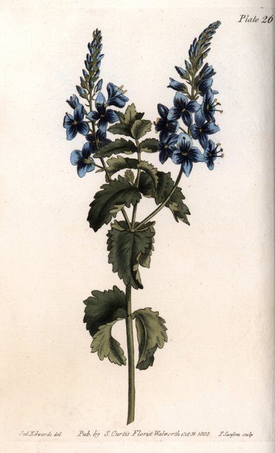 Die Veronica Kleine Eiche oder Falscher Gamander von Sydenham Teast Edwards