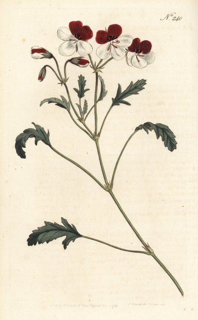 Dreifarbiger Storchschnabel, Pelargonium tricolor. Handkolorierte Kupferstichgravur von Sansom nach einer Illustration von Sydenham Edwards aus William Curtis