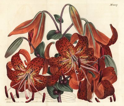 Tigerlilie - Tigerlilie, Lilium lancifolium (Tyger-gefleckte chinesische Lilie, Lilium tigrinum). Handkolorierte Kupferstichgravur von F. Sansom Jr. nach einer Illustration von Sydenham Edwards aus William Curtis