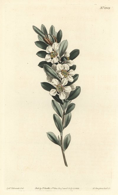 Küsten-Teebaum, Leptospermum laevigatum (Glattes Fabricia, Fabricia laevigata) von Sydenham Teast Edwards