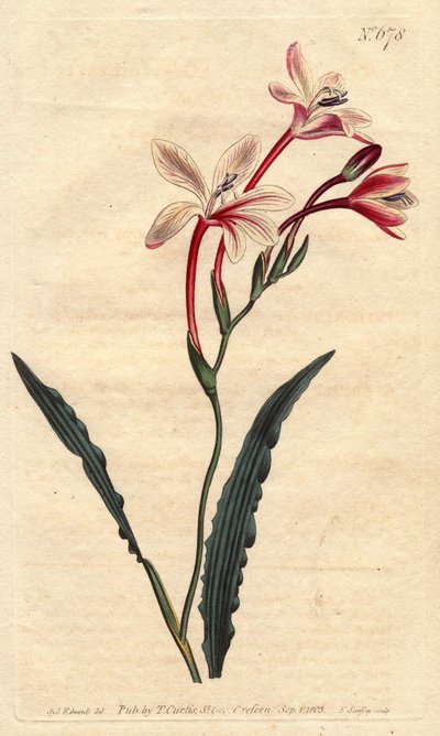 Gekräuseltes Tritonia von Sydenham Teast Edwards