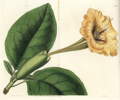 Trompetenliane, Solandra guttata von Sydenham Teast Edwards