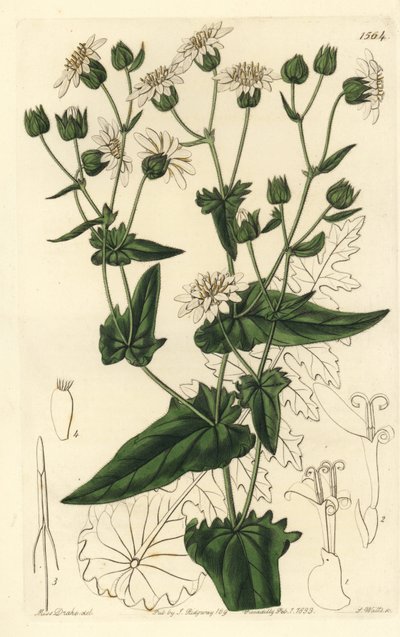 Moscharia pinnatifida von Sydenham Teast Edwards