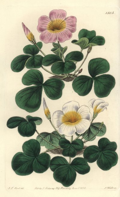 Veränderliche Oxalis, Oxalis variabilis von Sydenham Teast Edwards