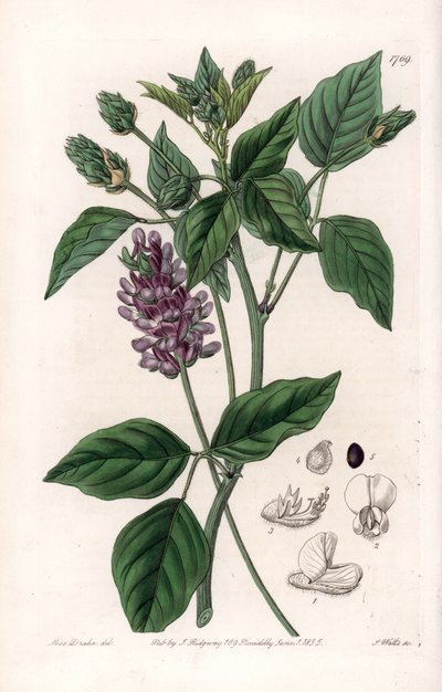 Variete de Psoralea - Gravur von S. Watts nach einer Illustration von Sarah Anne Drake (1803-1857), aus dem Botanical Register von Sydenham Edwards (1768-1819), England von Sydenham Teast Edwards