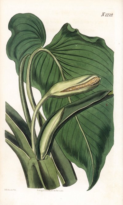 Aromatische Calla, Homalomena aromatica (Calla aromatica) von Sydenham Teast Edwards