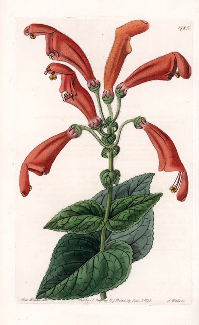 Varietät der Gesneria, eine Blume in Röhren von Sydenham Teast Edwards