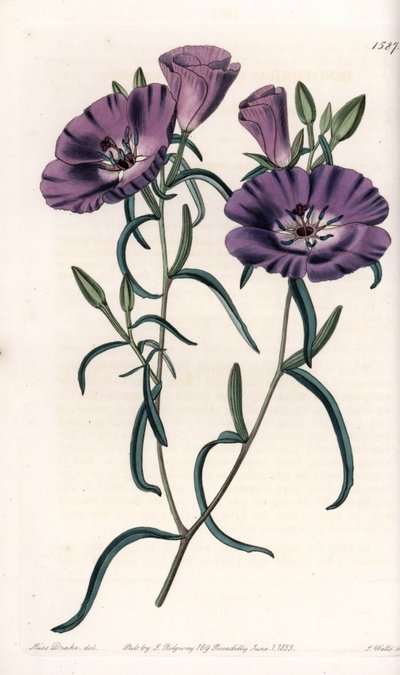 Varietät von Clarkia, heimisch in Südamerika (Tafel) von Sydenham Teast Edwards