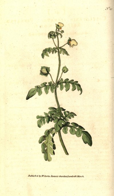 Gefiederter Pantoffelblume von Sydenham Teast Edwards