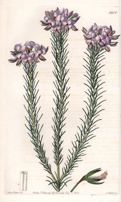Gompholobium von Sydenham Teast Edwards