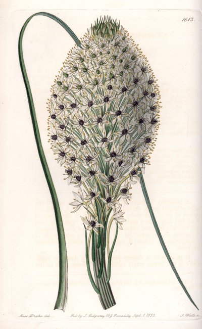 Helonias asphodeloides von Sydenham Teast Edwards