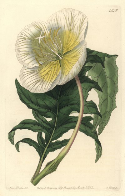Weiße Nachtkerze, Oenothera anisoloba von Sydenham Teast Edwards