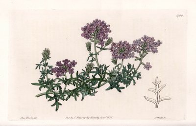 Verbena multifide - Graviert von S. Watts, nach einer Illustration von Sarah Anne Drake (1803-1857), aus dem Botanical Register von Sydenham Edwards (1768-1819), England von Sydenham Teast Edwards