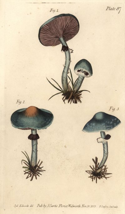 Grünspanpilz oder Grünspan-Agaric, Stropharia aeruginosa von Sydenham Teast Edwards