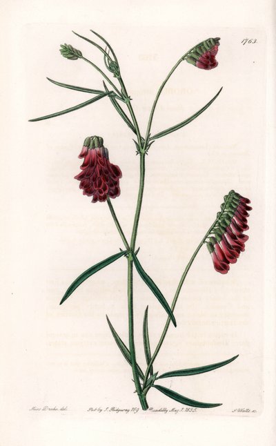 Vesces-Varietät von Sydenham Teast Edwards