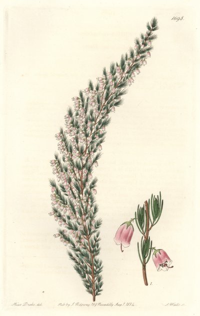 Vesikuläres Epiary, ursprünglich aus Europa, aus dem Botanischen Register von Sydenham Teast Edwards