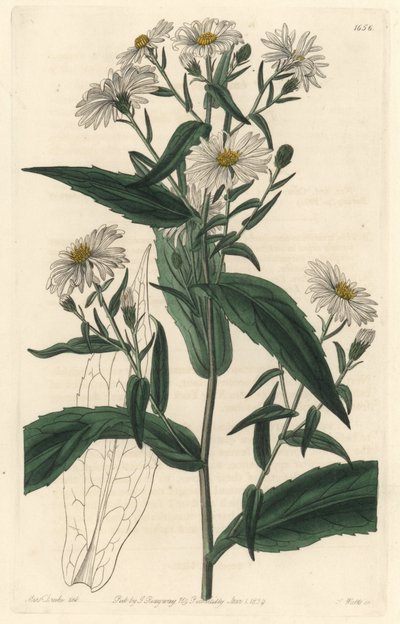 Virginischer Aster oder Erntehelfer - Starkes Wasser von S. Watts nach einer Illustration von Sarah Anne Drake (1803-1857), aus dem Botanical Register von Sydenham Teast Edwards