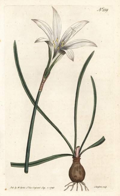 Virginia Amaryllis - Atamasco-Lilie, Zephyranthes atamasco (Amaryllis atamasco) - Handkolorierter Kupferstich von Sansom nach einer Illustration von Sydenham Edwards aus William Curtis