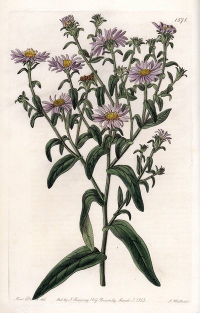 Virginia-Aster oder Ernteblume (Tafel) von Sydenham Teast Edwards