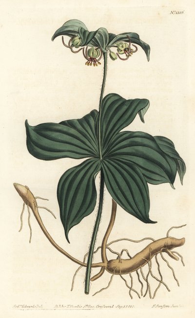 Virginia Medeole oder Wilder Gurke - Indianische Gurke, Medeola virginiana. Handkolorierter Kupferstich von F. Sansom Jr. nach einer Illustration von Sydenham Edwards aus William Curtis