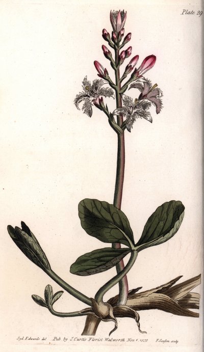 Wasser-Klee oder Menyanthes trifoliata (Kupferstich) von Sydenham Teast Edwards