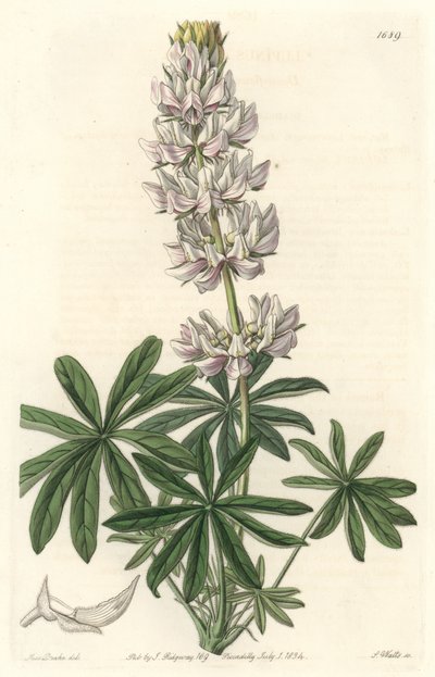 Weißblühender Lupin (Lupinus microcarpus), heimisch in Kalifornien von Sydenham Teast Edwards