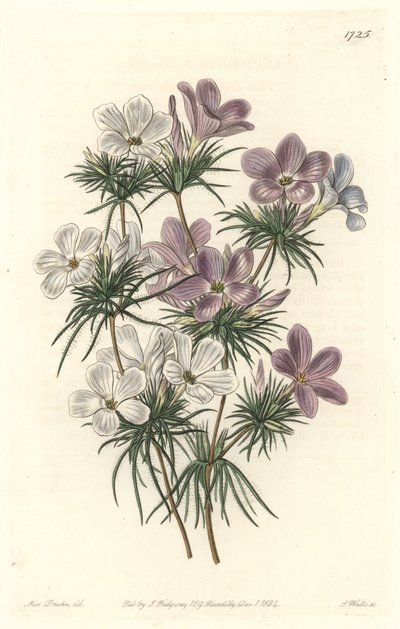 Weißer und violetter Leptosiphon von Sydenham Teast Edwards