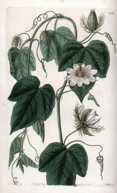 Weiße Passionsblume von Sydenham Teast Edwards