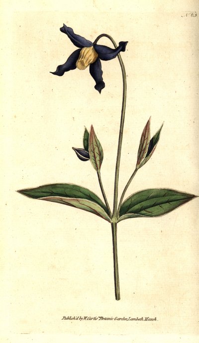 Ganzblättrige Clematis, Clematis integrifolia von Sydenham Teast Edwards
