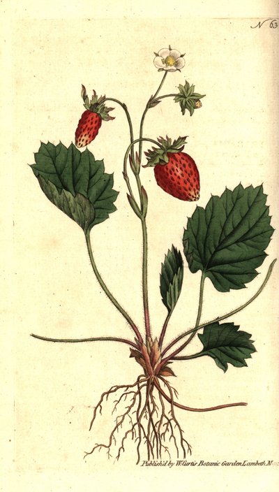 Wald-Erdbeere, Fragaria vesca von Sydenham Teast Edwards