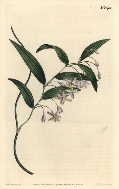 Wombatbeere oder Breitblättriger Eustrephus, Eustrephus latifolius. Handkolorierter Kupferstich von F. Sansom Jr. nach einer Illustration von Sydenham Edwards aus William Curtis