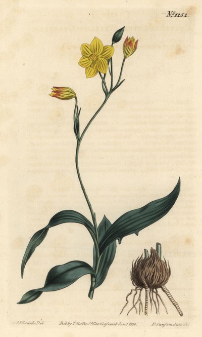 Gelbe Cyanella, Cyanella lutea. Handkolorierter Kupferstich von F. Sansom Jr. nach einer Illustration von Sydenham Edwards aus William Curtis