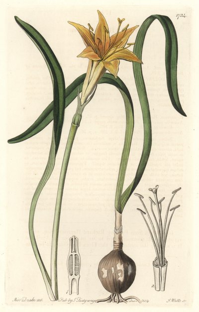 Gelbes Pyrolirion (Amaryllis arvensis), aus Peru, aus dem Botanischen Register von Sydenham Teast Edwards