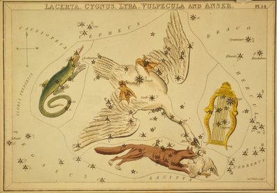 Lacerta, Cygnus, Lyra, Vulpecula und Anser, Illustration aus 