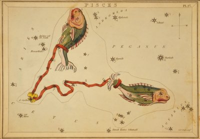 Fische, Illustration aus 
