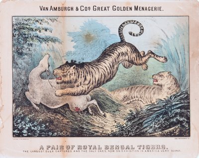 Ein Paar Königstiger von T. W. Strong