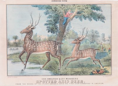 Gefleckter Achsenhirsch von T. W. Strong