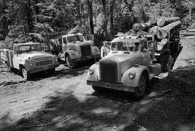 Holztransporter in einem Wald, der in Oregon abgeholzt wird von Ted Spiegel