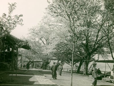 Kirschblüten in der Stadt Otsu, Honshu-Insel, um 1900 - 1915 von Teijiro Takagi