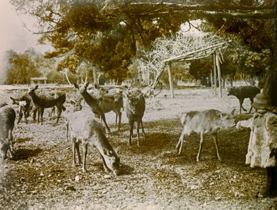 Damwild in Nara, um 1900 - 1915 von Teijiro Takagi