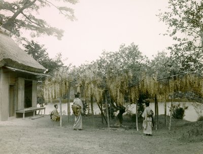 Blühende Glyzinien in Nagaoka-Kyo in Kyoto, um 1900 - 1915 von Teijiro Takagi