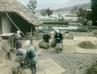Bauern beim Reisworfeln am Rand von Reisfeldern in Japan, um 1900 - 1915 (Fotografie) von Teijiro Takagi