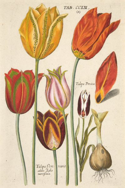 Tulpen. Aus Florilegium novum, hoc est Variorum Maximeque Radiorum Florum ac Plantorum von Theodore de Bry