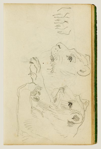 Studien des Kopfes und der Vorderbeine einer Löwin von Theodore Gericault