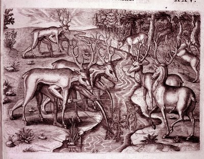 Indianer benutzen Hirschfelle, um andere Hirsche zu jagen (Gravur) von Theodore de Bry