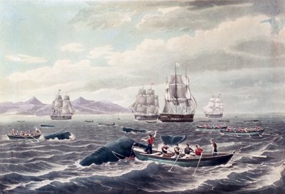 Eine Schule von Pottwalen, graviert von J. Hill, veröffentlicht 1838 von Thomas (after) Birch