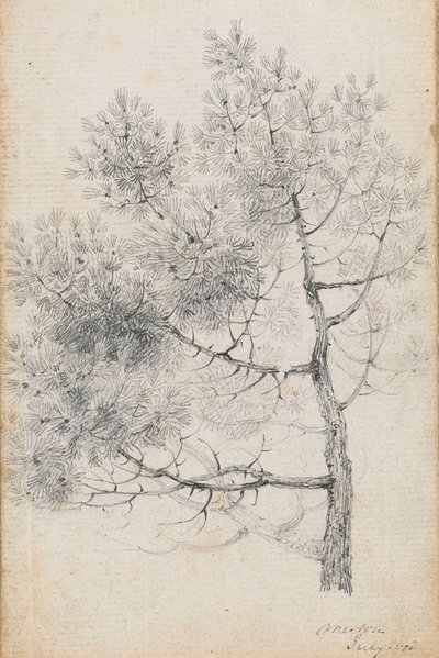 Studie einer Kiefer in Merton (recto) von Thomas Baxter